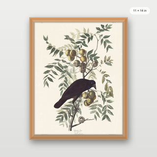 Audubon - American Crow