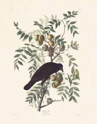 Audubon - American Crow