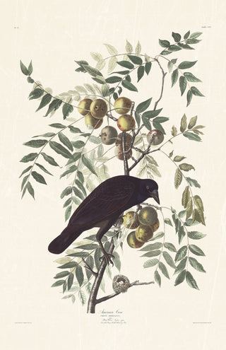 Audubon - American Crow