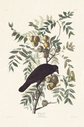Audubon - American Crow