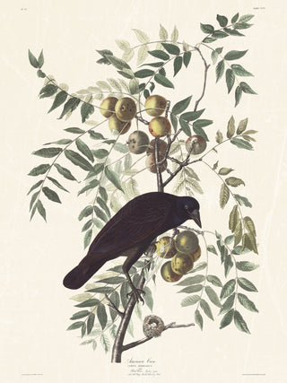Audubon - American Crow