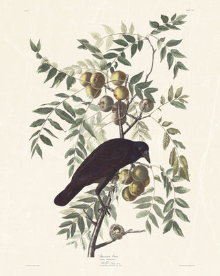 Audubon - American Crow