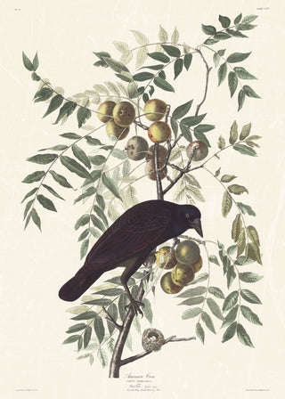 Audubon - American Crow