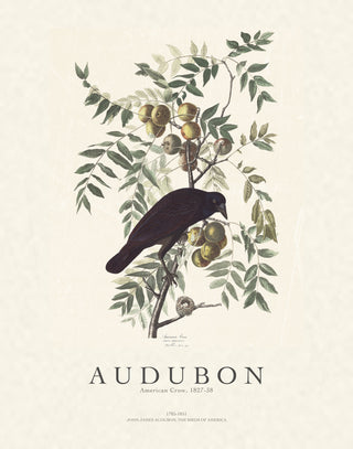 Audubon - American Crow