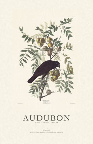 Audubon - American Crow