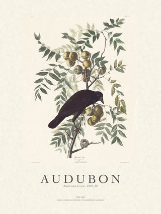 Audubon - American Crow