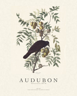 Audubon - American Crow