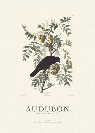 Audubon - American Crow