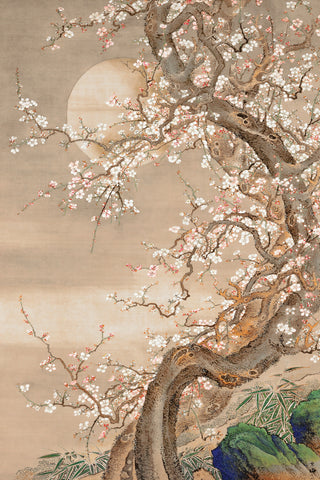 Japanese Blossom Sun Meditation