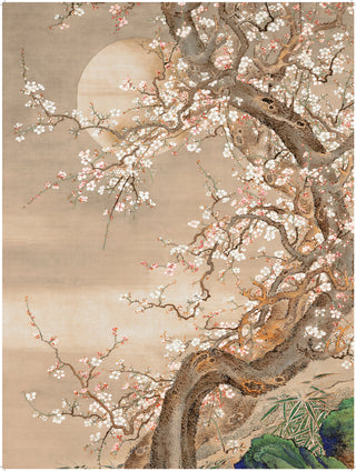 Japanese Blossom Sun Meditation