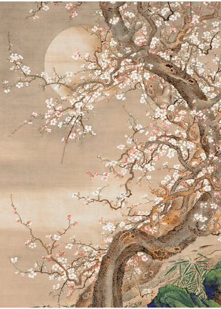 Japanese Blossom Sun Meditation