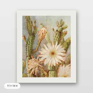 Cactus