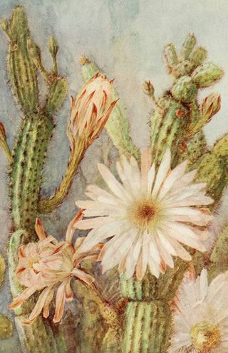 Cactus