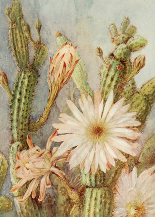 Cactus