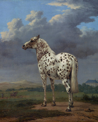 Piebald Horse