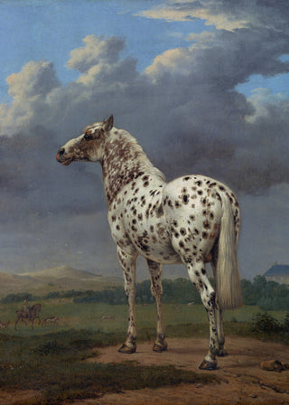 Piebald Horse