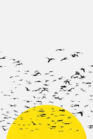 Setting Sun Flock