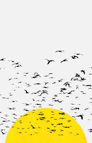Setting Sun Flock