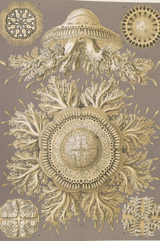 Haeckel - Discomedusae (Jellyfish)