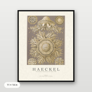 Haeckel - Discomedusae (Jellyfish)