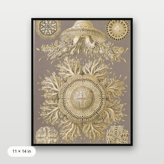 Haeckel - Discomedusae (Jellyfish)