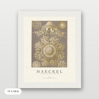 Haeckel - Discomedusae (Jellyfish)