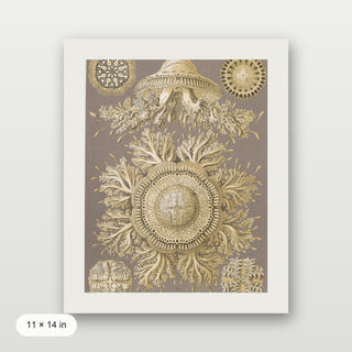 Haeckel - Discomedusae (Jellyfish)