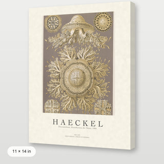 Haeckel - Discomedusae (Jellyfish)