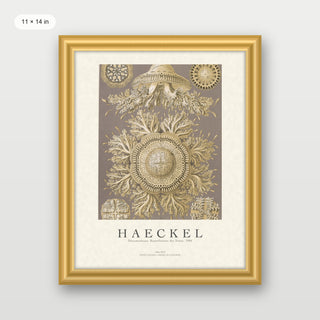 Haeckel - Discomedusae (Jellyfish)