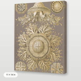 Haeckel - Discomedusae (Jellyfish)