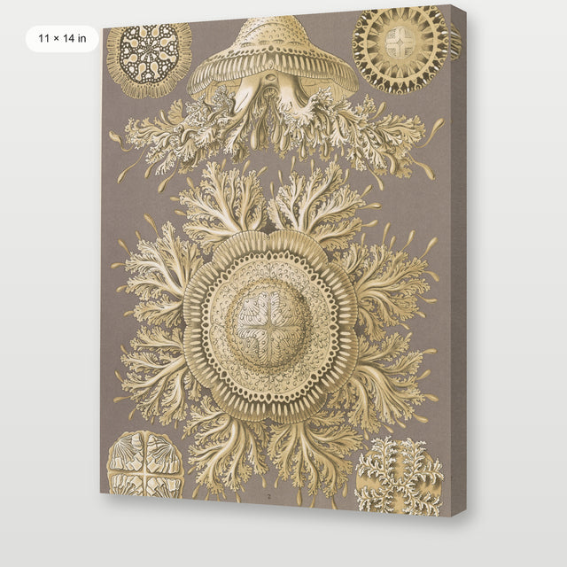Haeckel - Discomedusae (Jellyfish), Gallery Wrap