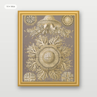 Haeckel - Discomedusae (Jellyfish)