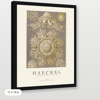 Haeckel - Discomedusae (Jellyfish)
