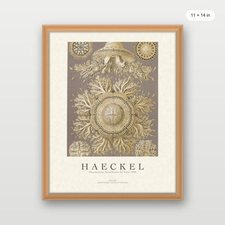 Haeckel - Discomedusae (Jellyfish)