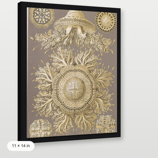 Haeckel - Discomedusae (Jellyfish)