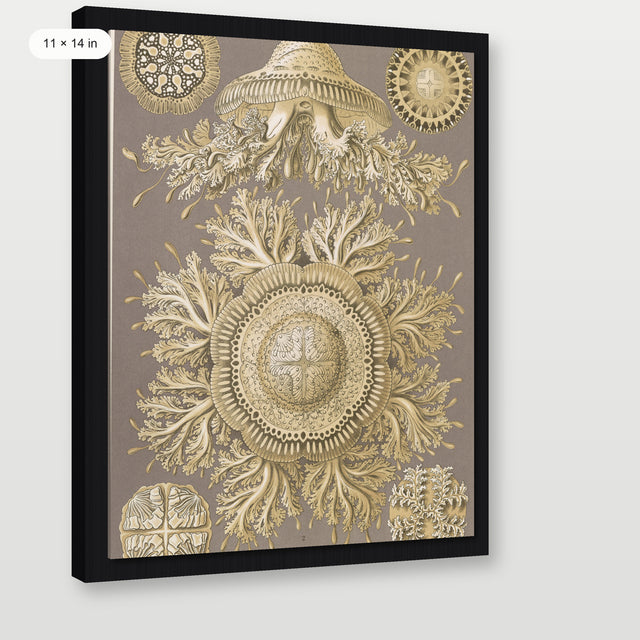 Haeckel - Discomedusae (Jellyfish), Black Floater Frame