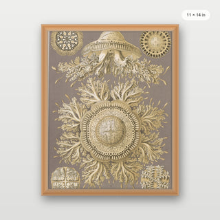 Haeckel - Discomedusae (Jellyfish)