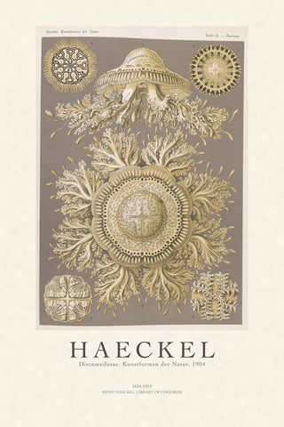 Haeckel - Discomedusae (Jellyfish)