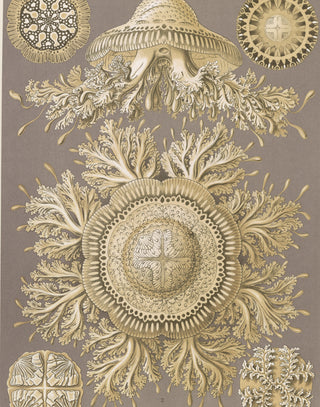 Haeckel - Discomedusae (Jellyfish)