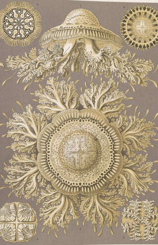 Haeckel - Discomedusae (Jellyfish)