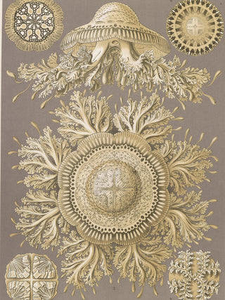 Haeckel - Discomedusae (Jellyfish)