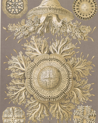 Haeckel - Discomedusae (Jellyfish)