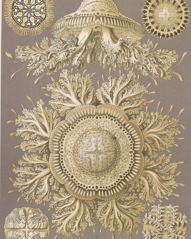 Haeckel - Discomedusae (Jellyfish), Full Bleed