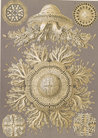 Haeckel - Discomedusae (Jellyfish)