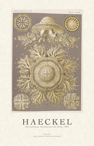 Haeckel - Discomedusae (Jellyfish)