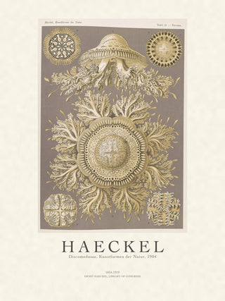 Haeckel - Discomedusae (Jellyfish)