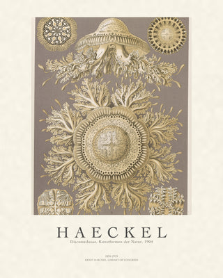 Haeckel - Discomedusae (Jellyfish)