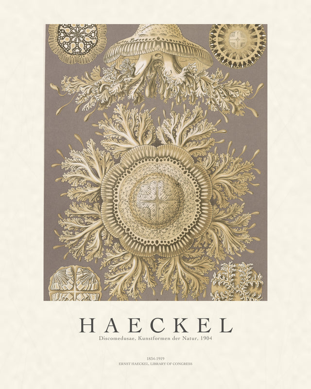 Haeckel - Discomedusae (Jellyfish), Gallery Style