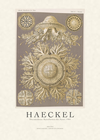 Haeckel - Discomedusae (Jellyfish)