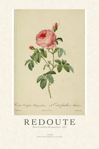 Redoute - Rosa Centifolia